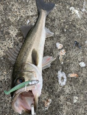 釣り船 松兵衛