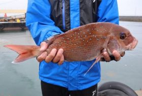 魚英