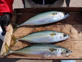 魚英