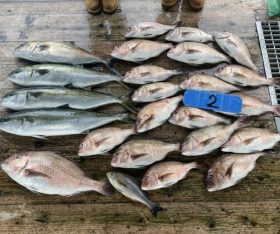 あなたに逢い鯛。釣り堀