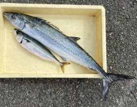 釣り船 松兵衛