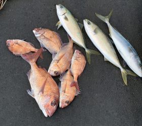 春光丸