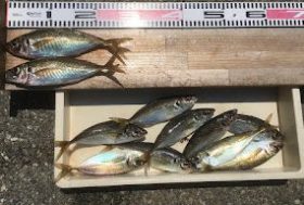 西野渡船