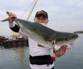 魚英