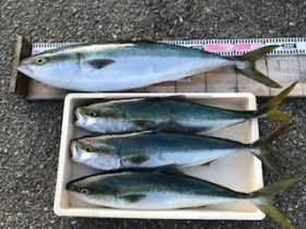 西野渡船