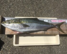 西野渡船