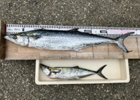 西野渡船