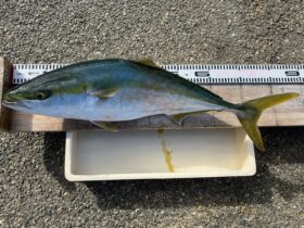 西野渡船