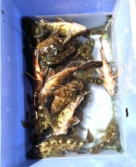 釣り船 松兵衛