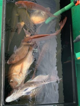 春光丸