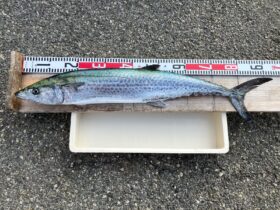 西野渡船
