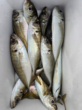 釣り船 松兵衛