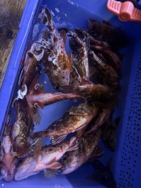 釣り船 松兵衛
