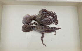 西野渡船