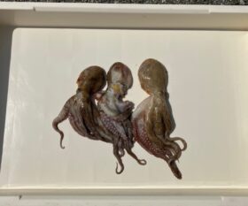 西野渡船