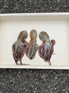 西野渡船