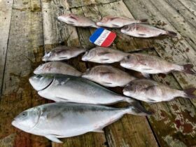あなたに逢い鯛。釣り堀