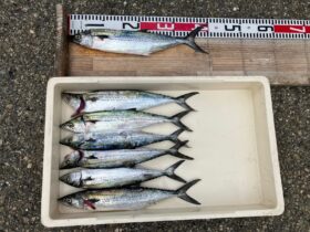 西野渡船