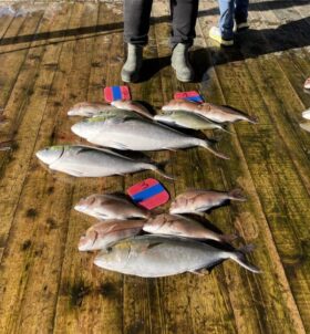 あなたに逢い鯛。釣り堀